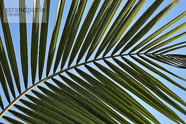 Struktur eines Palmwedels  Nahaufnahme  Gegenlicht  Hintergrundbild