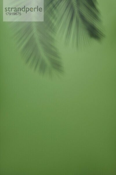Einfacher grüner Hintergrund mit verschwommenem Palmblattschatten