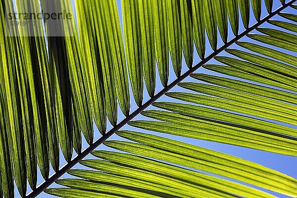 Struktur eines Palmwedels  Nahaufnahme  Diagonale  Gegenlicht  Hintergrundbild
