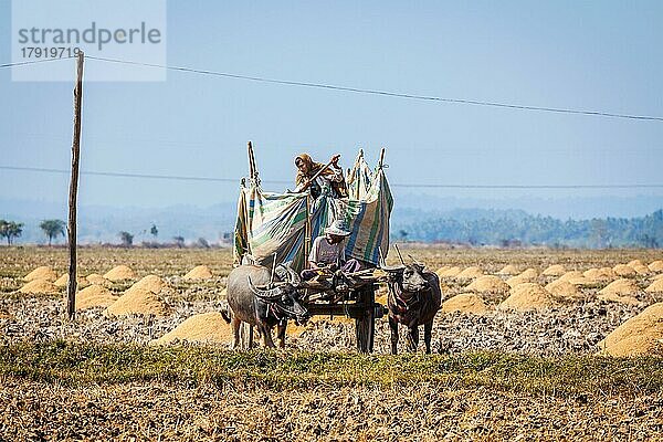 MYANMAR  6. JANUAR 2014: Nicht identifizierter birmanischer Baür arbeitet mit einem Ochsenkarren auf dem Feld. Die Landwirtschaft in Birma ist der wichtigste Wirtschaftszweig des Landes. Sie macht 60 Prozent des BIP aus und beschäftigt etwa 65 Prozent der Arbeitskräfte