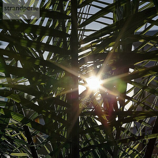Sonnenstrahlen durch Palmwedel  Gegenlicht  Lichtreflexe  Hintergrundbild