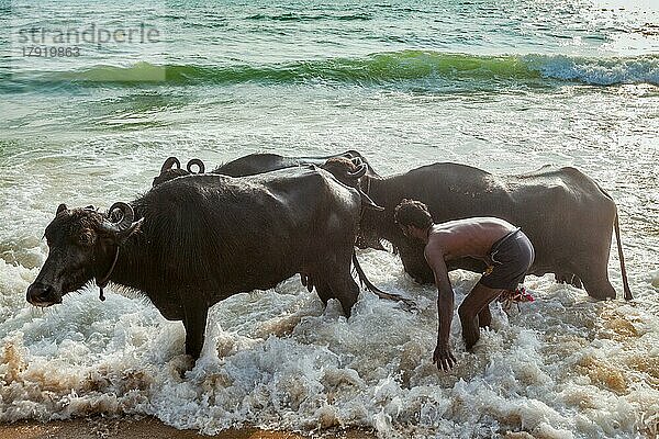 CHENNAI  INDIEN  10. FEBRUAR 2013: Ein Mann zermalmt morgens am Marina-Strand Kühe im Meer. Die Kuh ist im Hinduismus ein heiliges Tier
