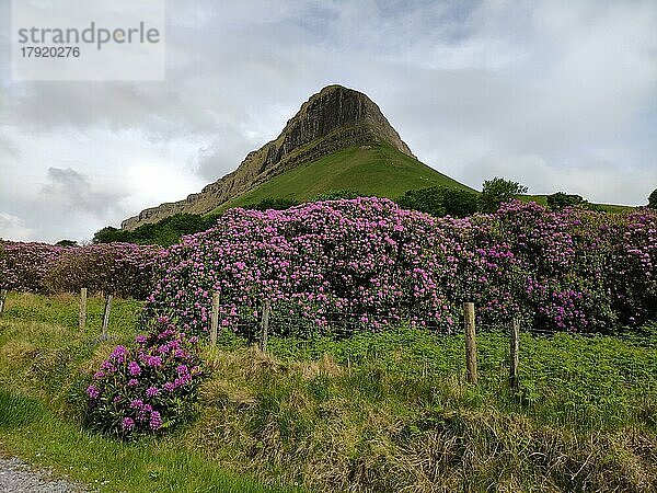 Rhododendron am Ben Bulben  Co. Sligo  Irland  Europa