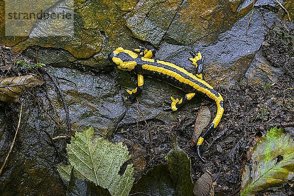 Feuersalamander (Salamandra salamandra)  Hessen  Deutschland  Europa