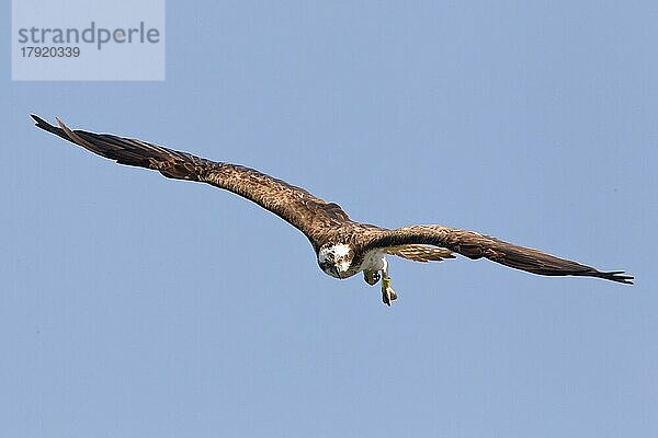 Fischadler (Pandion haliaetus) beim Suchflug  Deutschland  Europa