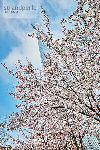 Blühender Sakura-Kirschblütenzweig mit Wolkenkratzergebäude im Hintergrund im Frühling  Seoul  Südkorea  Asien