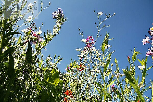 Blumenwiese aus der Froschperspektive von unten. Wildblumen freigestellt gegen den blauen Himmel