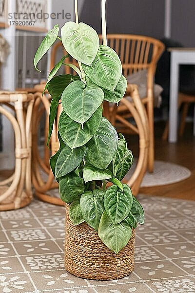 Getopfte Zimmerpflanze 'Syngonium Macrophyllum Frosted Heart'  die an einem Pfahl im Wohnzimmer klettert