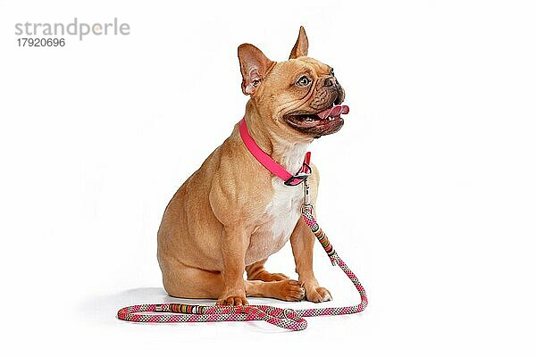 Red fawn Französisch Bulldog Hund trägt rosa Halsband mit Seil Leine auf weißem Hintergrund