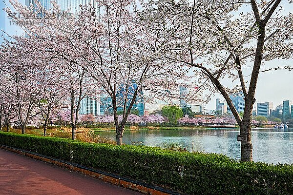 SEOUL  SÜDKOREA  7. APRIL 2017: Blühende Sakura-Kirschblüten-Allee im Park im Frühling mit Lotte World-Turm im Hintergrund  Seokchon Lake Park  Seoul  Südkorea  Asien