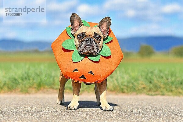 Französische Bulldogge Hund gekleidet mit lustigen Kürbis Halloween-Kostüm vor unscharfen Feld stehen