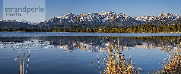 Sonnenaufgang  Hopfensee  bei Füssen  Ostallgäu  Allgäu  Oberschwaben  Schwaben  Bayern  Deutschland  Europa