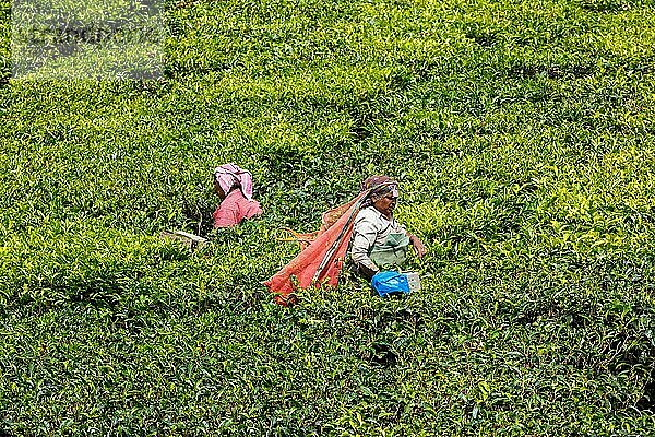 KERALA  INDIEN  15. JANUAR 2010: Eine nicht identifizierte Inderin erntet Teeblätter auf einer Teeplantage in Munnar. Nur die obersten Blätter werden gesammelt und die Arbeiter sammeln täglich bis zu 30 Kilo Teeblätter