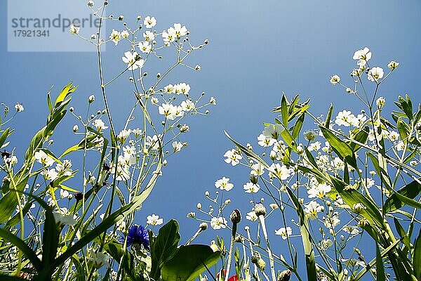 Blumenwiese aus der Froschperspektive von unten. Blumen freigestellt gegen den blauen Himmel