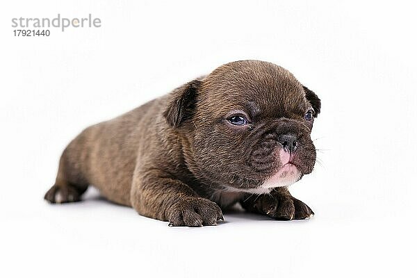Süße Schokolade 3 Wochen alt Französisch Bulldogge Hundewelpen mit blauen Augen vor weißem Hintergrund