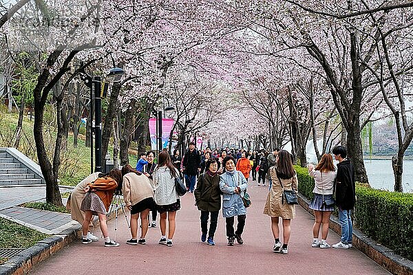 Menschen genießen die Sakura-Blüte im Park am Seokchon-See  Seoul  Seoul  Südkorea  Asien