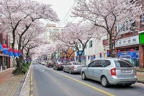 JEJU  SÜDKOREA  9. APRIL 2018: Blühende Sakura-Kirschblütenbäume im Frühling in einer Straße mit Autos  Insel Jeju  Südkorea  Asien