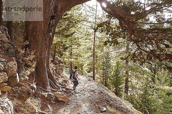 Wanderer läuft bergabwärts auf Pfade  große Bäume  Wald  Wanderpfad  Samaria-Schlucht  Samaria  Schlucht  Nationalpark  Omalos  Lefka Ori  Weiße Berge  Westkreta  Insel Kreta  Griechenland  Europa