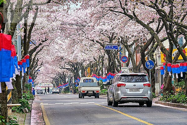 JEJU  SÜDKOREA  9. APRIL 2018: Blühende Sakura-Kirschblütenbäume im Frühling in einer Straße mit Autos  Insel Jeju  Südkorea  Asien