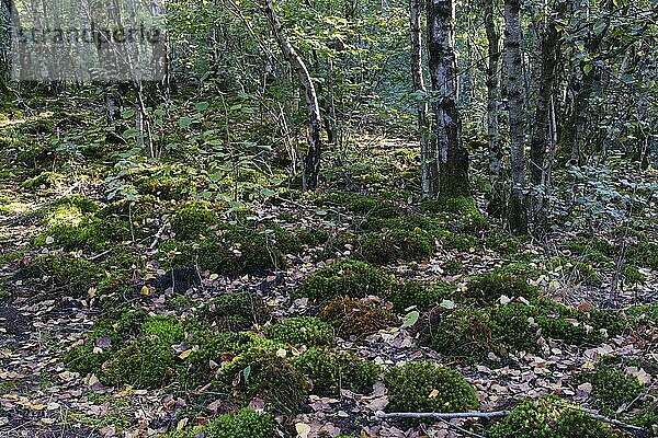Waldboden mit Moos  Birkenwald  Naturschutzgebiet  Nordrhein-Westfalen  Deutschland  Europa