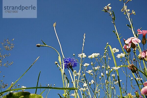 Blumenwiese aus der Froschperspektive von unten. Wildblumen freigestellt gegen den blauen Himmel