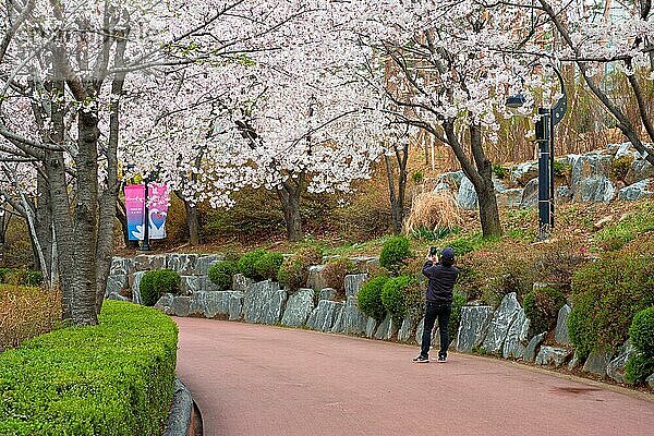 SEOUL  SÜDKOREA  7. APRIL 2017: Mann fotografiert mit dem Handy die blühende Sakura-Kirschblütenallee im Park im Frühling  Seokchon Lake Park  Seoul  Südkorea  Asien