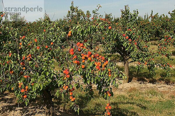 Aprikosen (Prunus armeniaca) oder auch Marillen  reife Früchte an den Bäumen  Niederösterreich  Österreich  Europa
