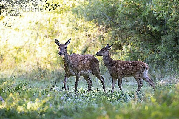 Rotwild (Cervus elaphus)  Hirschkuh mit Kalb auf Waldlichtung