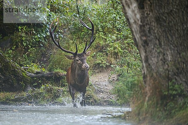 Rotwild  Rothirsch (Cervus elaphus)  kapitaler Berghirsch überquert Gebirgsfluss in der Brunftzeit