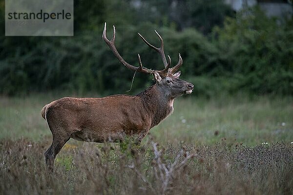 Rotwild  Rothirsch (Cervus elaphus)  kapitaler Berghirsch tritt auf die Lichtung in der Brunft