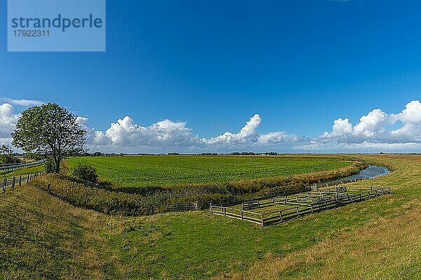 Halbinsel Nordstrand  Landwirtschaft  Felder  Graben  Binnendeich  Baum  Pferch  Nordfriesland  Schleswig-Holstein  Deutschland  Europa