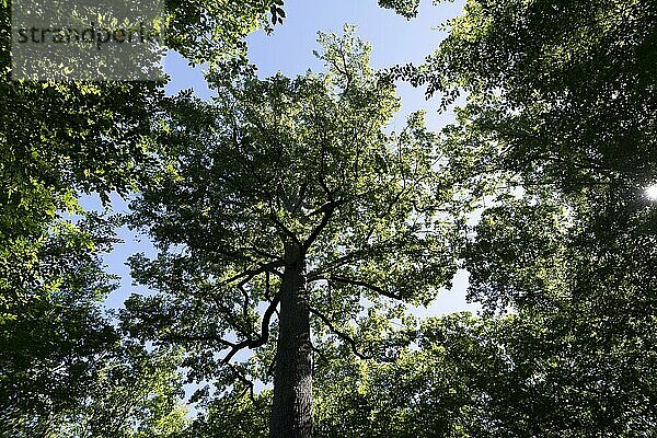 Wald von Troncais. Stebbing II bemerkenswerte Eiche  36m hoch  5m90 im Umfang  etwa 390 Jahre alt. Departement Allier. Auvergne Rhône-Alpes. Frankreich