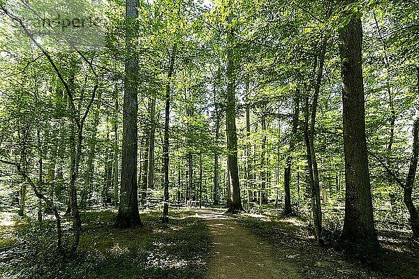 Sommer im Eichenwald  Wald von Troncais. Departement Allier. Auvergne Rhône-Alpes. Frankreich