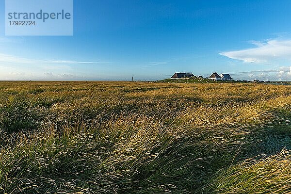 Hamburger Hallig  Reußenköge  Nordfriesland  Warft  Reethäuser  Gräser  Abendlicht  blauer Himmel  Schleswig-Holstein  Norddeutschland  Deutschland  Europa