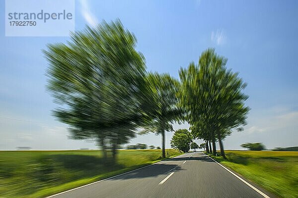 Dynamisches Foto mit Geschwindigkeitseffekt von Fahrt auf Landstraße Allee mit hohes Tempo Geschwindigkeitsüberschreitung von Raser ohne Tempolimit  Deutschland  Europa