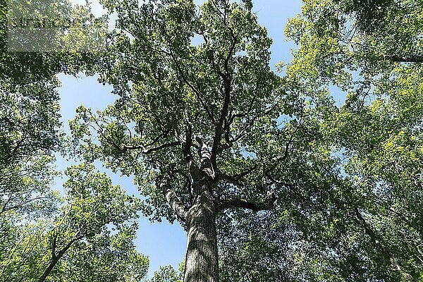 Wald von Troncais . Bemerkenswerter Eichenbaum. Eiche Charles Louis Philippe  33 m hoch  4 m60 im Umfang  etwa 390 Jahre alt. Departement Allier. Auvergne Rhône-Alpes. Frankreich
