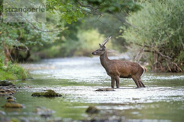 Rotwild  junger Rothirsch (Cervus elaphus)  Spießer im Gebirgsfluss