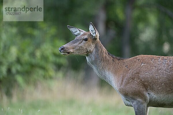 Rotwild (Cervus elaphus)  Portrait  Hirschkuh