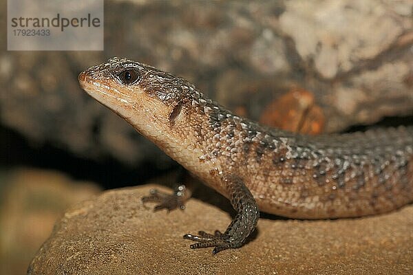 Philippinen Wasserskink (Tropidophorus grayi)  Wasserskinke  Skinke  Skink  Echsen  Echse  captive