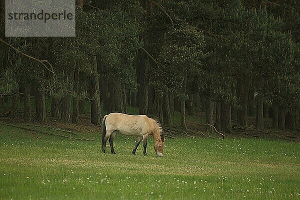 Przewalski-Pferd (Equus ferus przewalskii) am Waldrand auf einer Wiese  captive