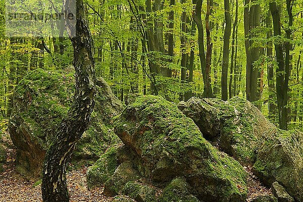 Wald und Felsen mit Moos  Birkenstamm  Frühling  Bremthal  Eppstein  Taunus  Hessen  Deutschland  Europa
