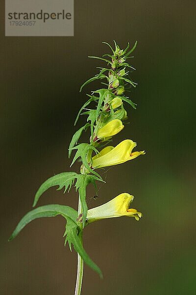 Wiesen-Wachtelweizen (Melampyrum pratense)  Zweig  Blüten  Jossa  Sinntal  Hessen  Deutschland  Europa