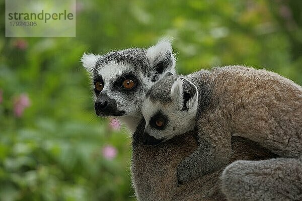 Katta (Lemur catta)  adult  Portrait  zwei  Jungtier  huckepack  tragen  Rücken  captive