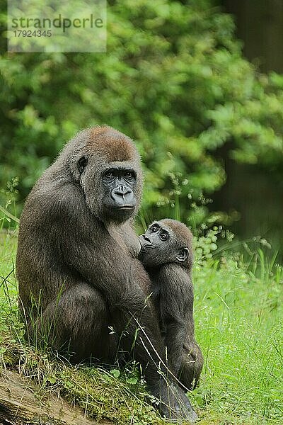 Westlicher Flachlandgorilla (Gorillla gorillla gorillla)  Mutter  Jungtier  säugend  zwei  captive