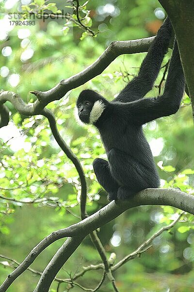 Nördlicher Weißwangengibbon (Hylobates leucogenys)  adult  männlich  Weißwangengibbon  Gibbons  Gibbon  Hylobates  Kleine Menschenaffen (Hylobatidae)  Affen  Trockennasenaffen  Affe  Primaten  Primat  Herrentiere  Trockennasenaffe  Primates  Haplorhini  Säugetier  Tier  Wirbeltier  captive