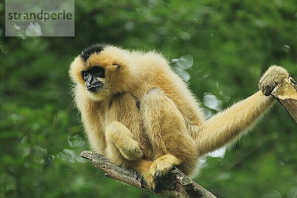 Nördlicher Weißwangengibbon (Hylobates leucogenys)  adult  weiblich  Weißwangengibbon  Gibbons  Gibbon  Hylobates  Kleine Menschenaffen (Hylobatidae)  Affen  Trockennasenaffen  Affe  Primaten  Primat  Herrentiere  Trockennasenaffe  Primates  Haplorhini  Säugetier  Tier  Wirbeltier  captive