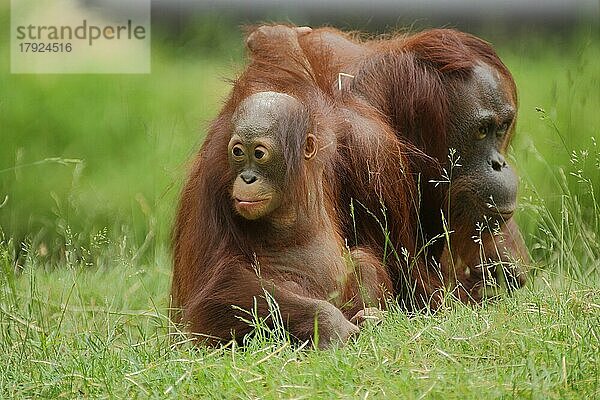Borneo-Orang-Utan (Pongo pygmaeus)  adult  Jungtier  zwei  beschützen  captive