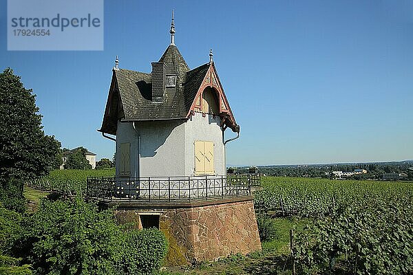 Daubhäuschen mit Weinberge und Reben  Weinberghäuschen  Weinanbaugebiet  Hochheim am Main  Taunus  Hessen  Deutschland  Europa