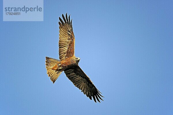 Schwarzmilan (Milvus migrans)  fliegt im Abendlicht vor blauem Himmel