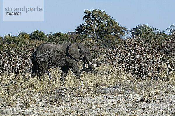 Afrikanischer Elefant (Loxodonta africana)  erwachsenes Männchen im trockenen Grasland  Savanne  Mahango Core Area  Bwabwata National Park  Kavango East  Caprivi Strip  Namibia  Afrika